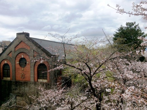 レンガの建物と桜
