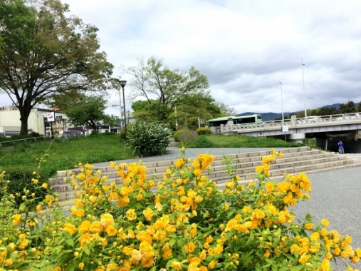 北大路河川敷　花々