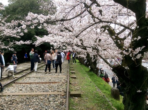 インクラインの桜