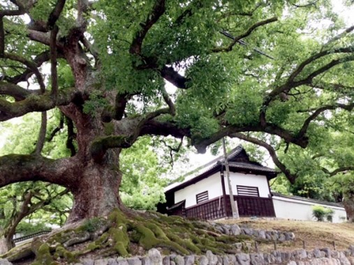 青蓮院の楠木