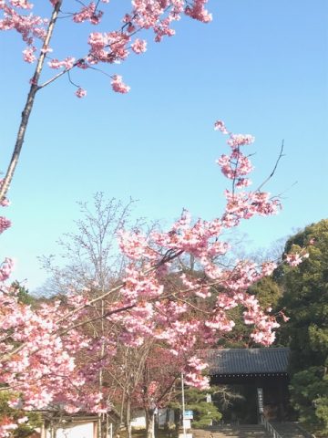 早咲きの桜