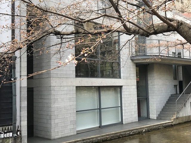 木屋町の桜