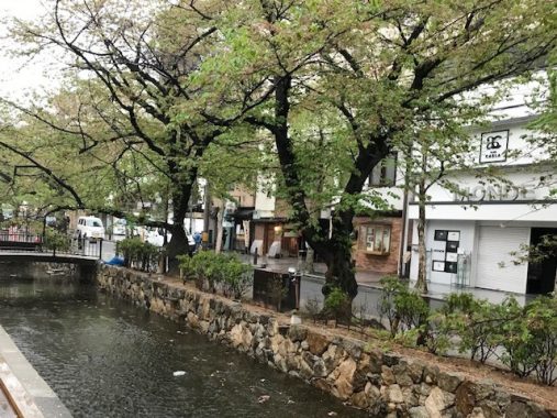 高瀬川と桜